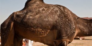 Beautiful Camel Shearing.