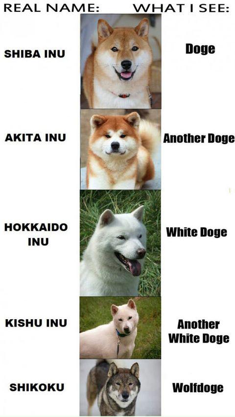Whenever I see this doge dog