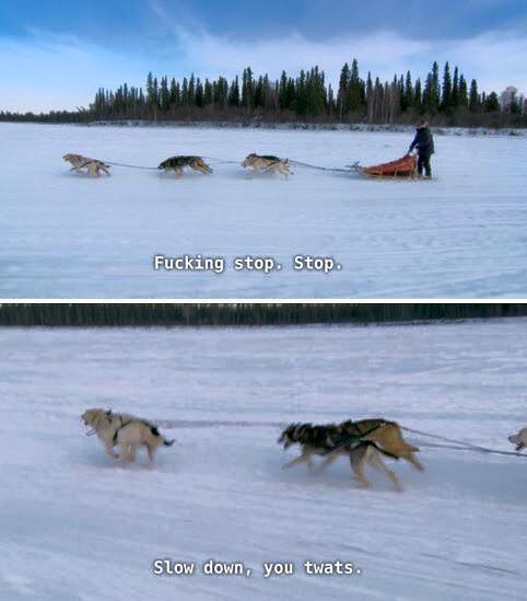 Karl Pilkington on a dog sleigh