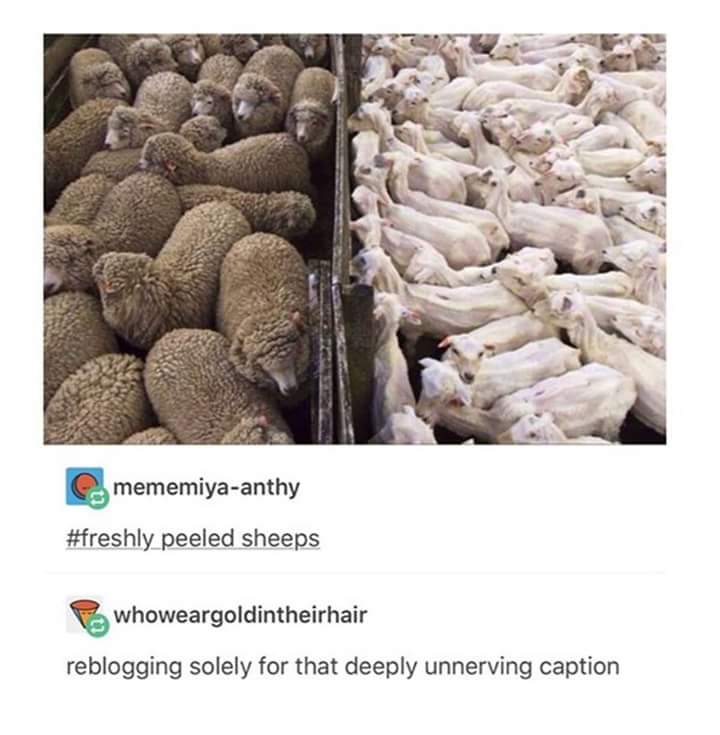 Fresh peeled sheep.