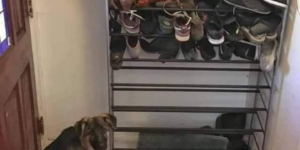 Apparently somebody likes to eat shoes.