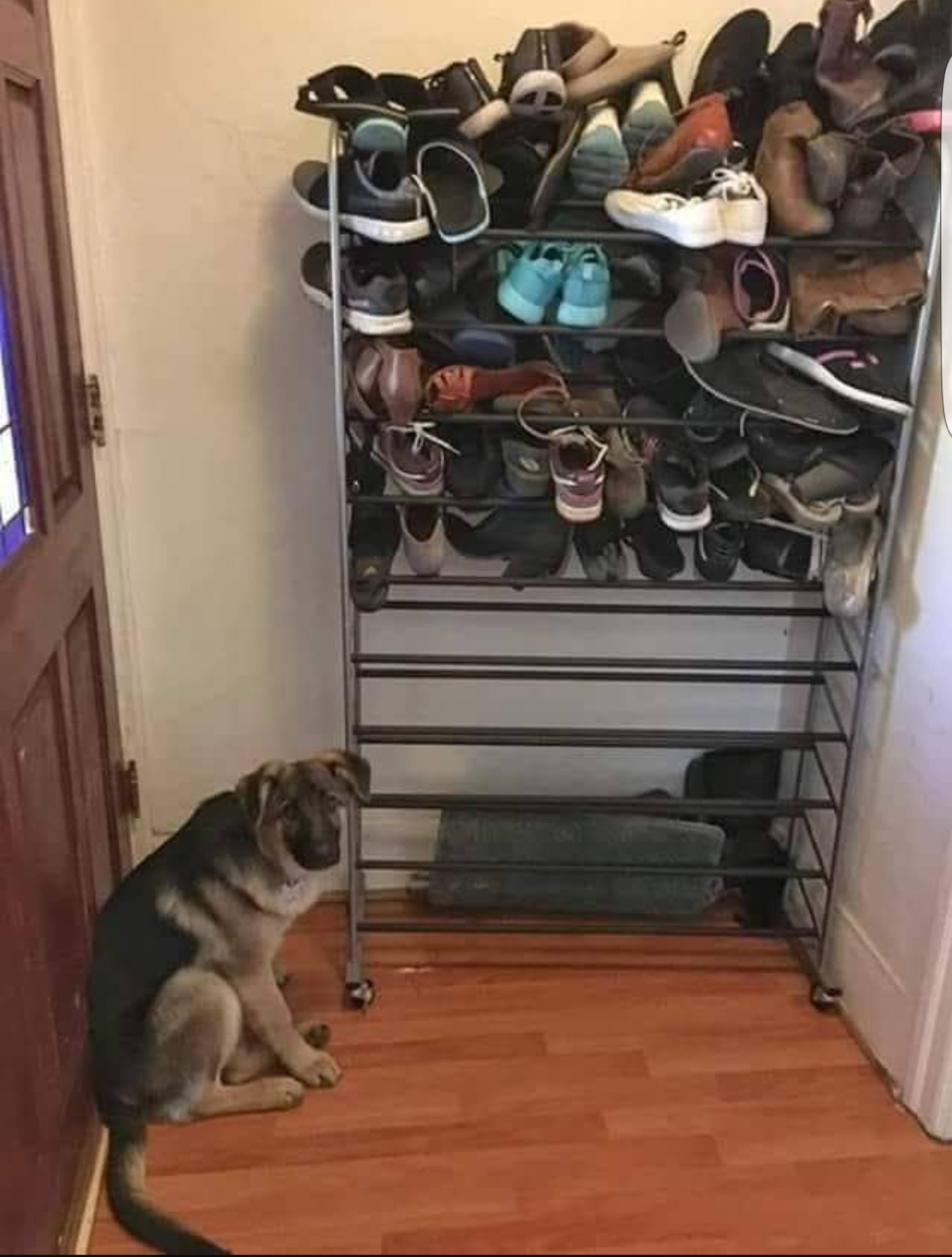 Apparently somebody likes to eat shoes.