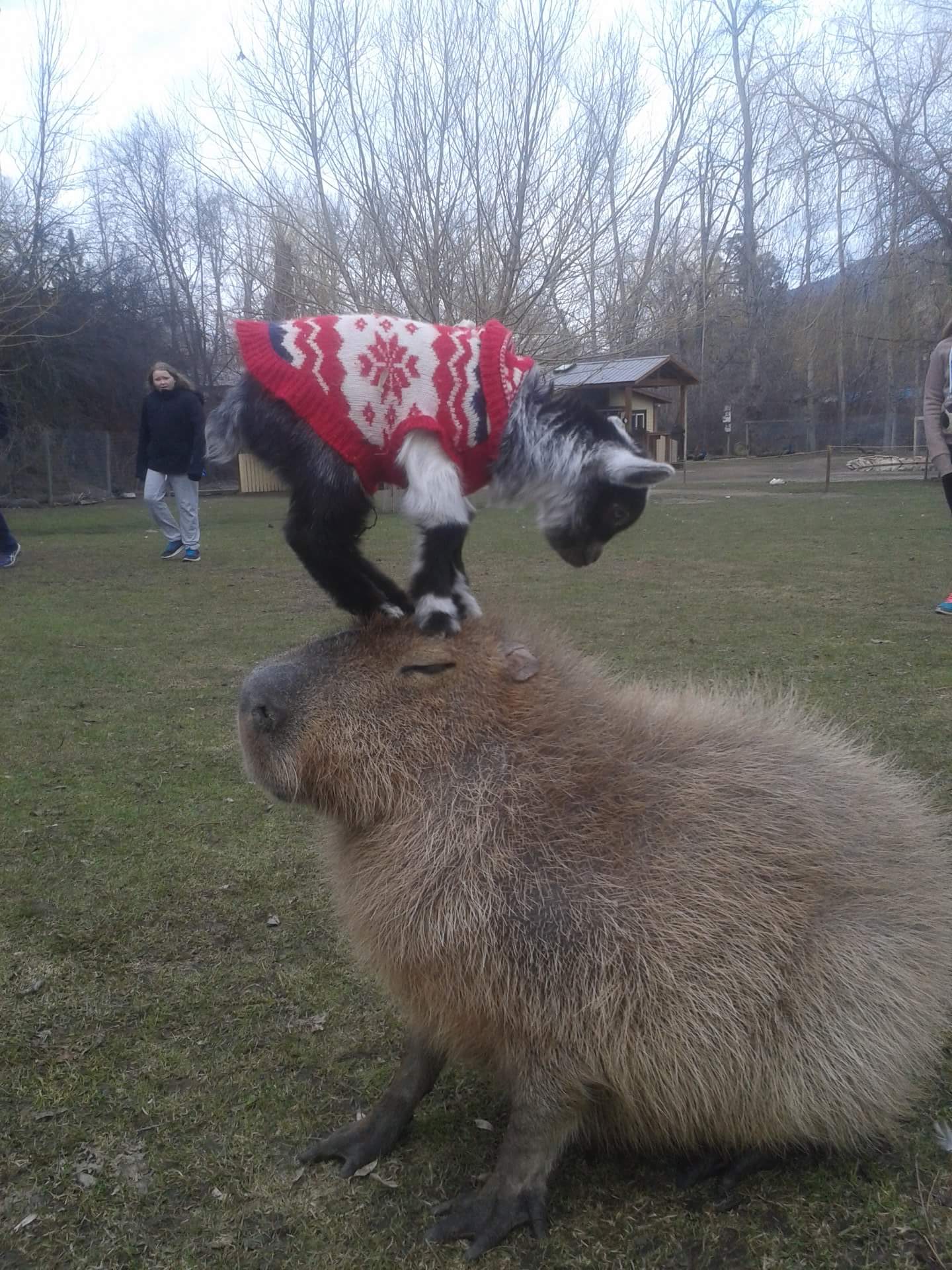 Capybara are examples of patience. 