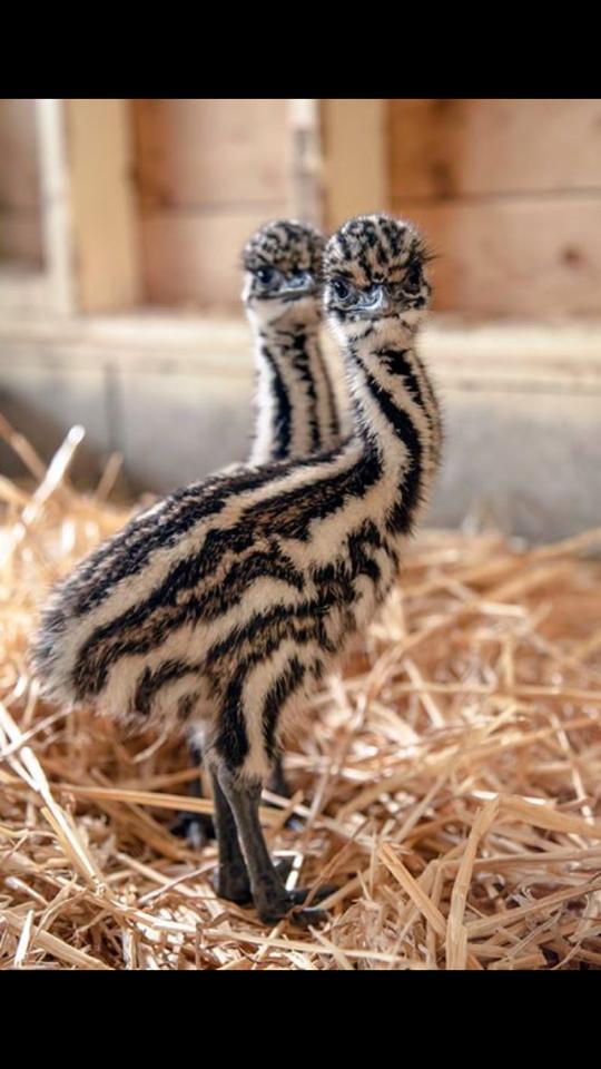 This is what 5 day old Emus look like.