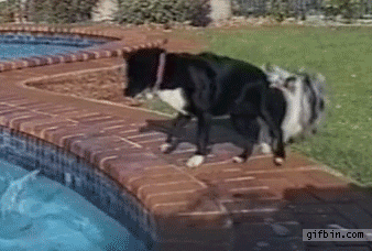 Dogs use teamwork to get ball