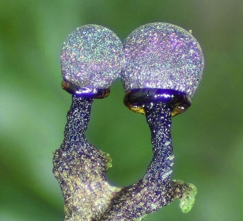 Elaeomyxa Cerifera fungi know how to have fun, guy.