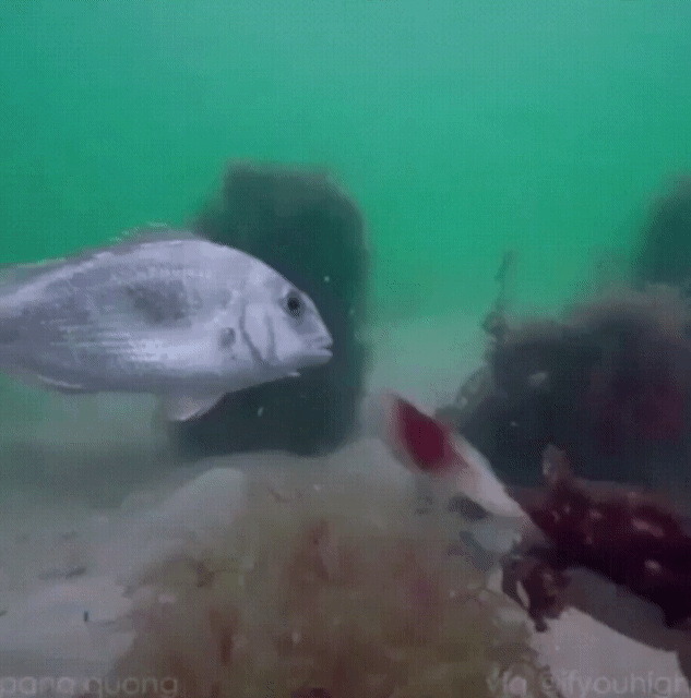Cuttlefish are terrifying.