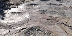 Dinosaur Footprints in France