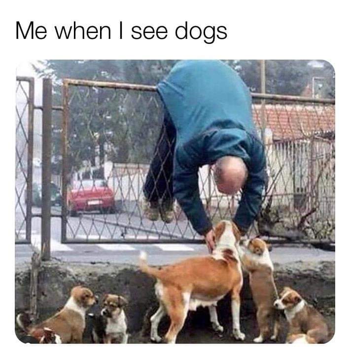 WOOOOO lil dogeie!