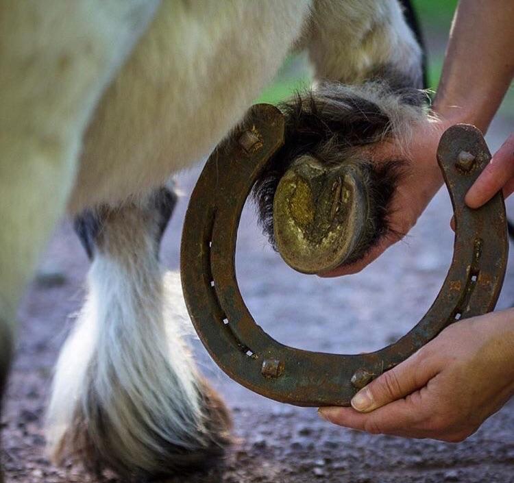 The pony and the Shire