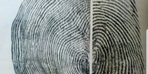 Tree+vs+fingerprint