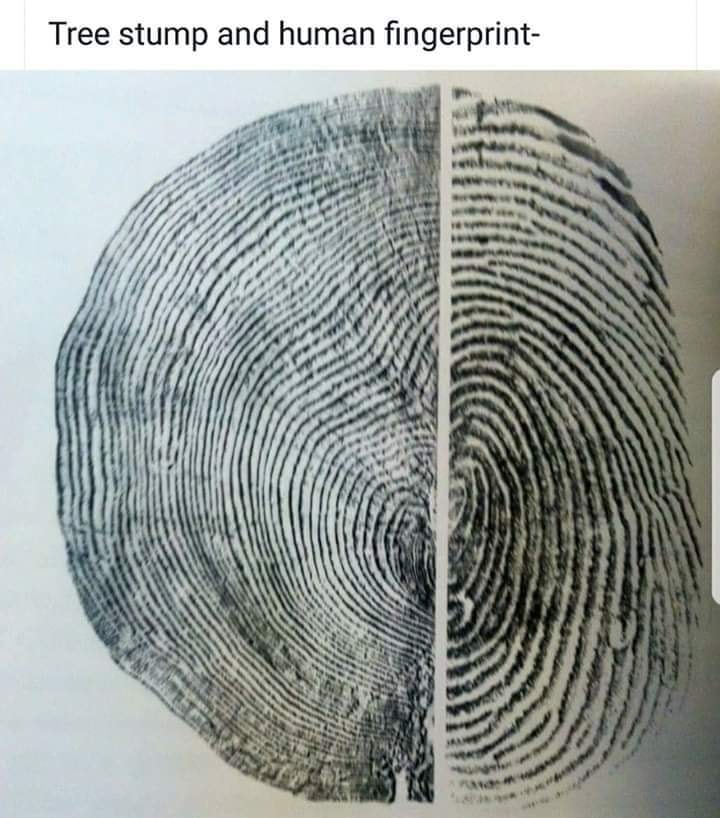 Tree vs fingerprint