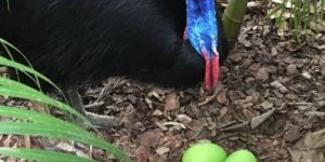 I bet you never knew that Cassowary eggs are green.