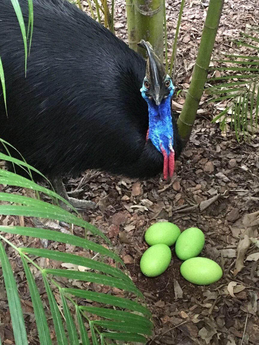 I bet you never knew that Cassowary eggs are green.