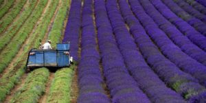 Harvesting lavender seems like a pretty great job.