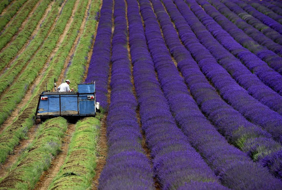 Harvesting lavender seems like a pretty great job.