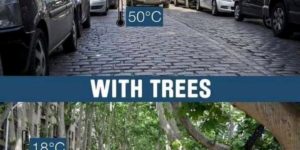 Trees do good work!