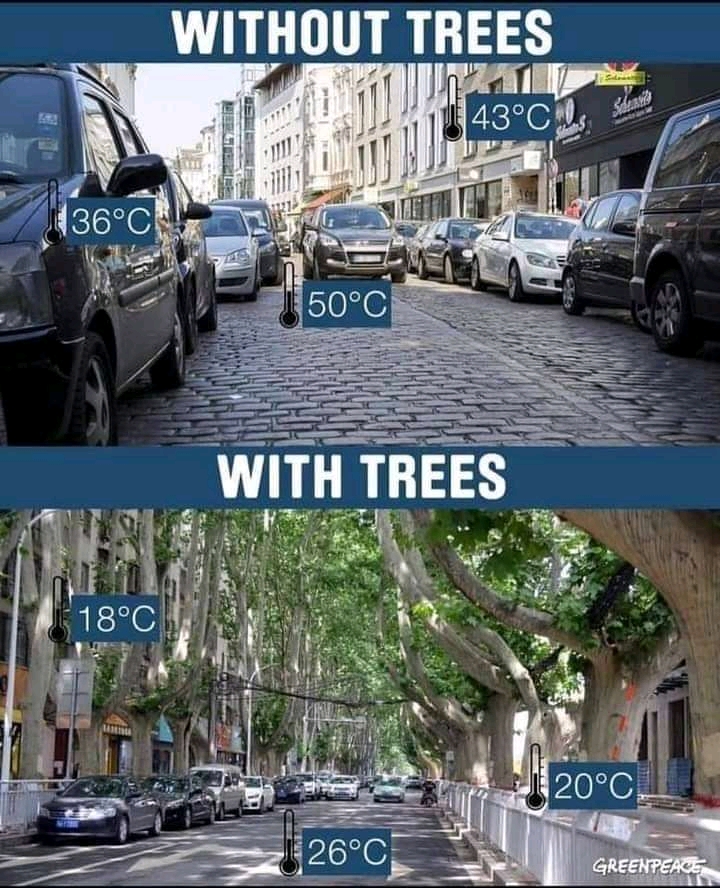 Trees do good work! 