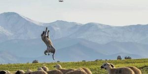 Working dog trying to protect the herd from an UFO.