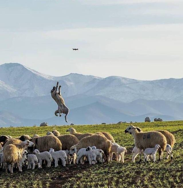 Working dog trying to protect the herd from an UFO.