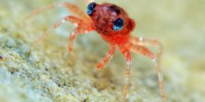 Baby crabbies are cute, turns out.