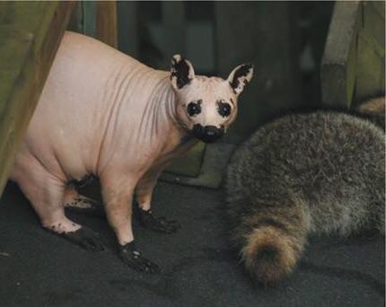 This is a raccoon without fur.