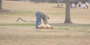 Dog plays dead because he doesn’t want to leave the park