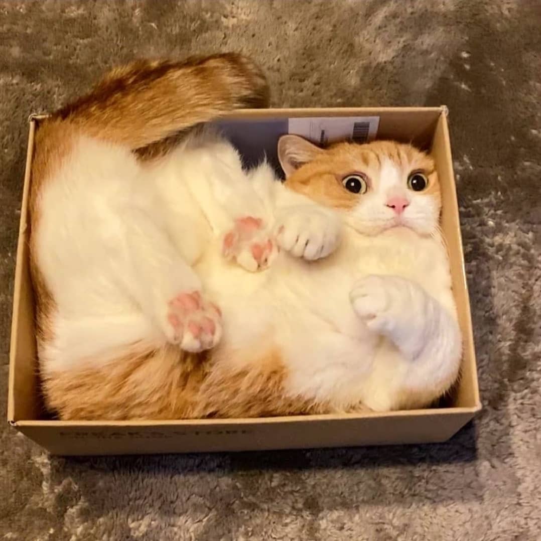 It's my puss in a box.