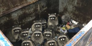 Trash pandas will inherit the earth.