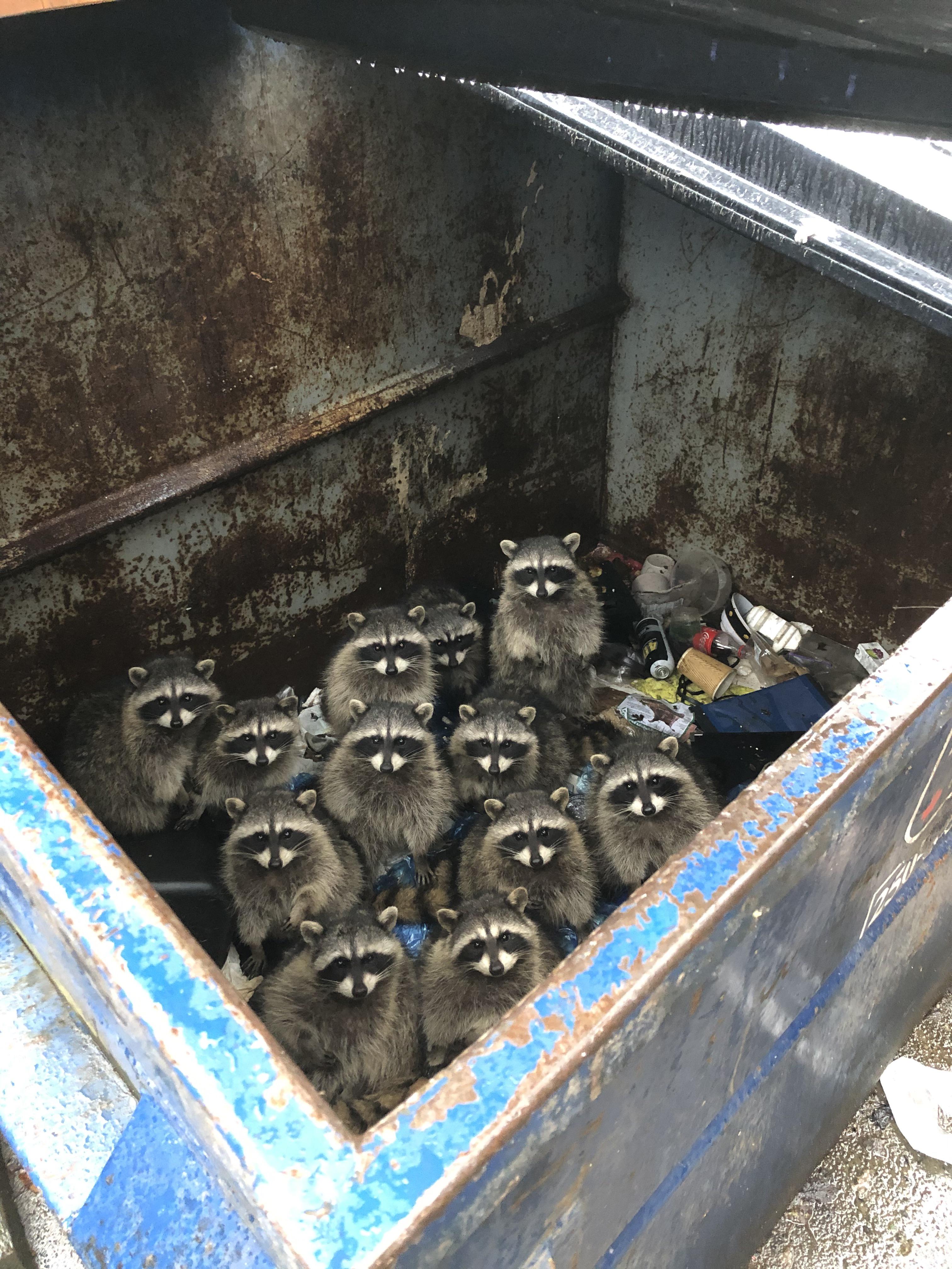 Trash pandas will inherit the earth.