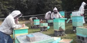 Laid off Appalachian coal miners find careers in beekeeping, earning extra cash and helping the environment