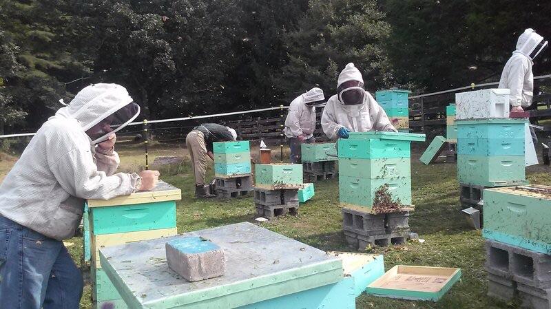 Laid off Appalachian coal miners find careers in beekeeping, earning extra cash and helping the environment