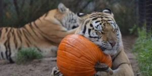 Tigers love Autumn, apparently.