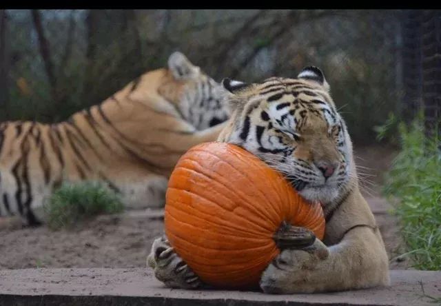 Tigers love Autumn, apparently.