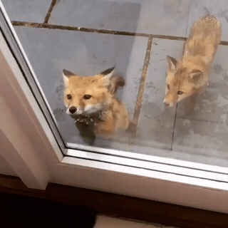 Firefox attempting to hack Windows