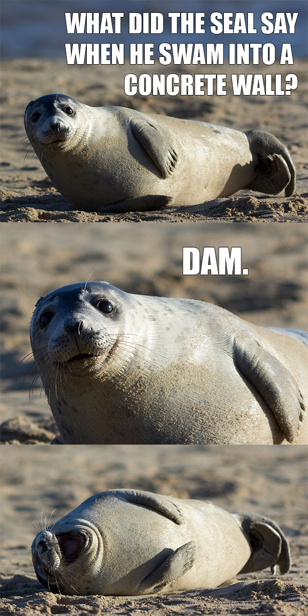 This seal has a joke for you.