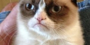 Grumpy cat hates your mom, but you already knew that.