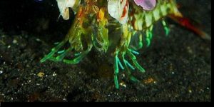 The majestic mantis shrimp.