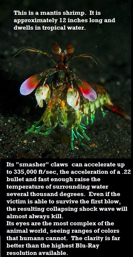 The majestic mantis shrimp.