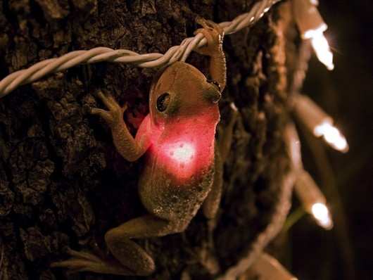 This frog is confused.