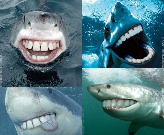 Way less scary.... Happy shark week!