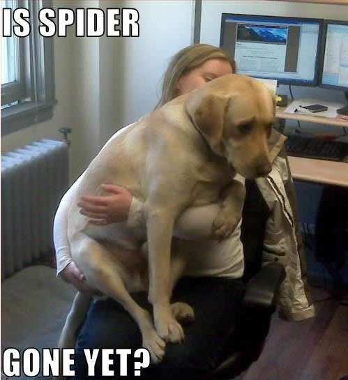 Is spider gone yet?