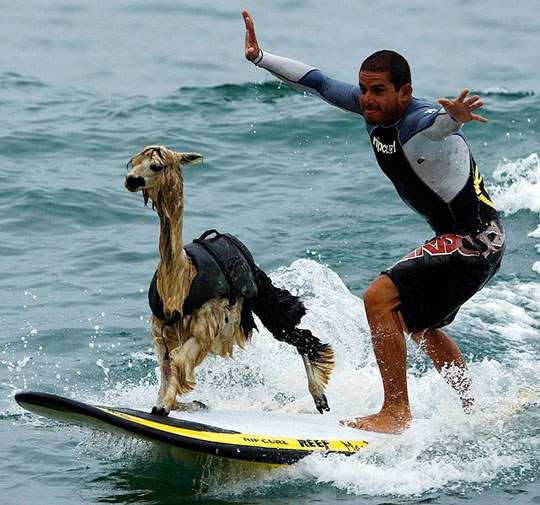 Llama surfing.