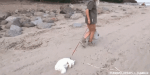 How to walk a cat.