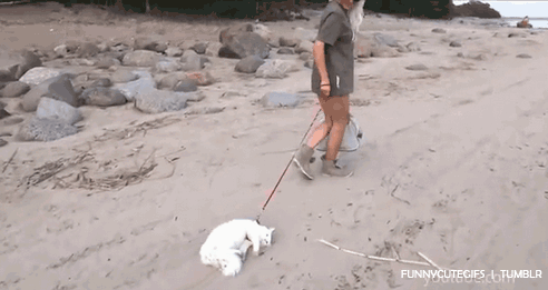 How to walk a cat.