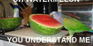 Oh watermelon, you understand me.