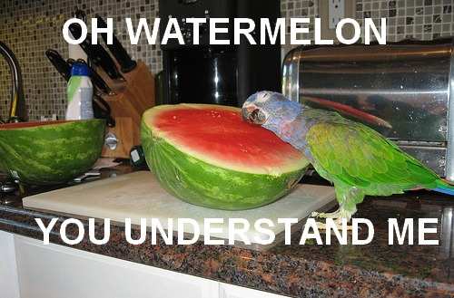 Oh watermelon, you understand me.