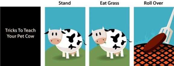Tricks to teach your pet cow.