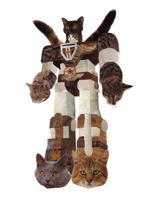 Transformer cat.
