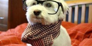 Hipster dog.